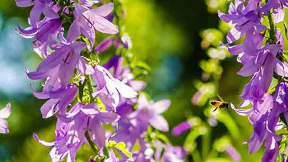 Purple flowers on a vine. A bee flys toward one. 