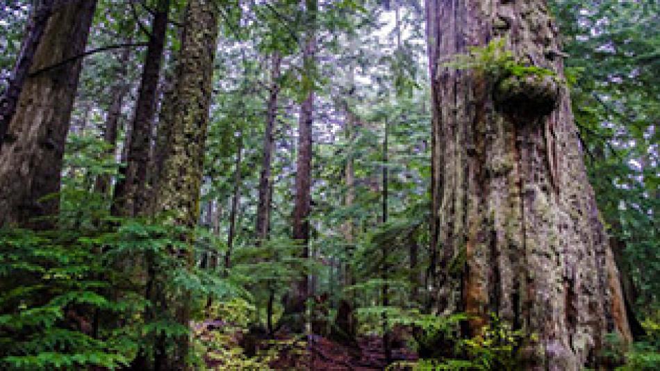 Trees_327 x 176px 