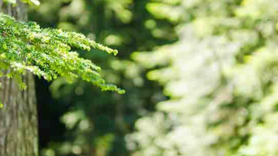 Evergreen tree needles in the sunlit.