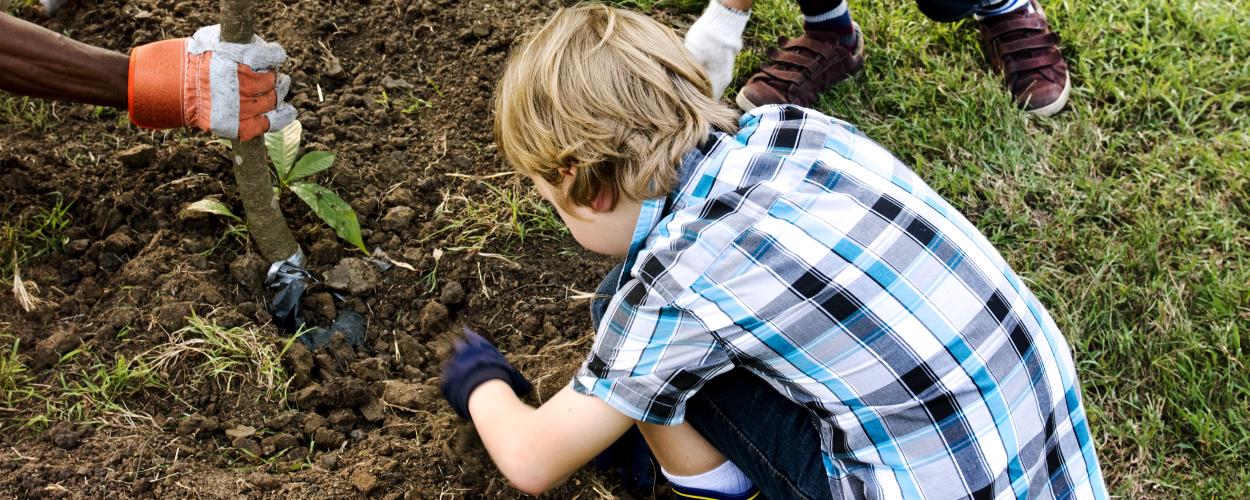 yard tree planting - more images