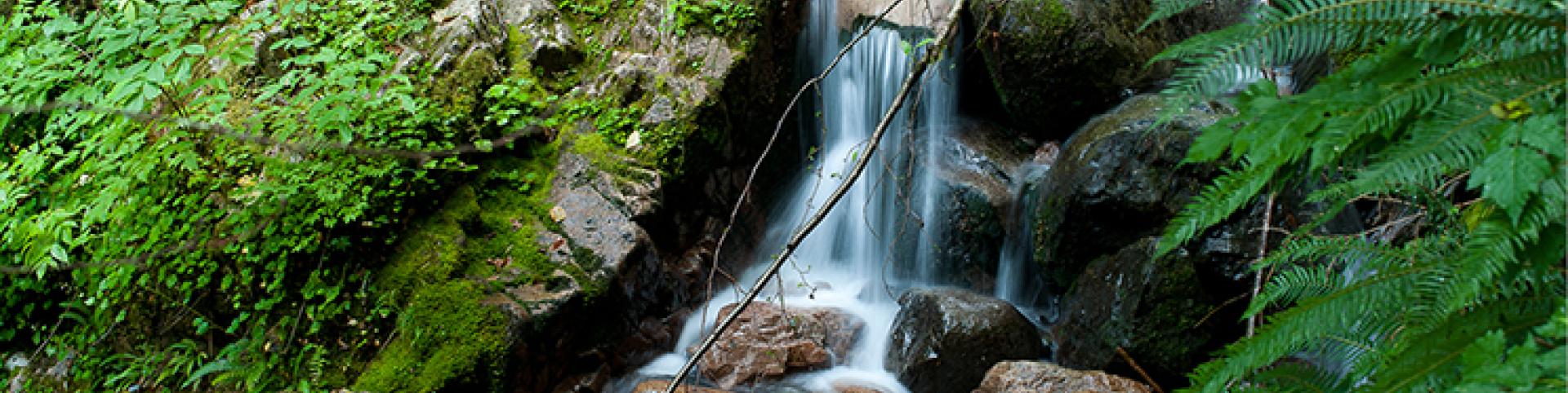 waterfall in a forest